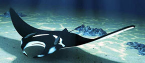Manta birostris_05.jpg